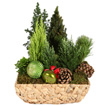 Christmas Coniferes Arrangement Christmas Coniferes Arrangement