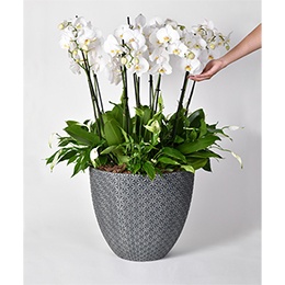 Plant: White Forest Orchids