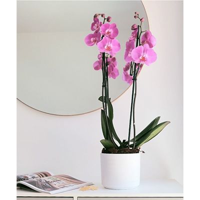 Plant:  Orchids Exotic Beauty