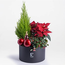    Christmas Arrangement: Joy to the World
