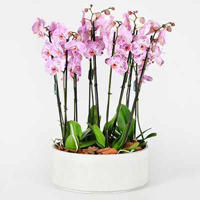 Arrangement: Sweetylicious Orchids (Luxury Coll.)