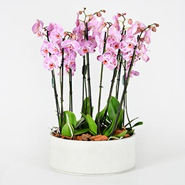 Arrangement: Sweetylicious Orchids (Luxury Coll.)