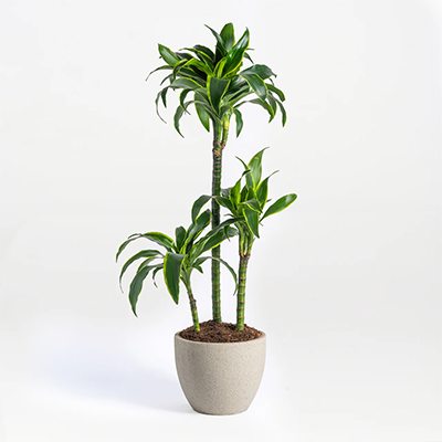 Plant: Green Sprouts Dracaena