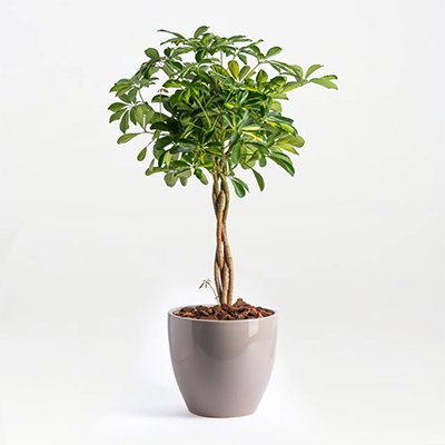Plant: Dwarf Umbrella, Schefflera