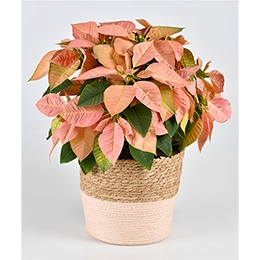    Christmas Poinsettia:  Season of Wonder