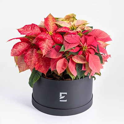     Christmas Poinsettia: Cozy
