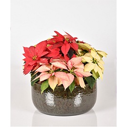   Christmas Poinsettia: Christmas Treasure