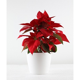    Christmas  Poinsettia: Red
