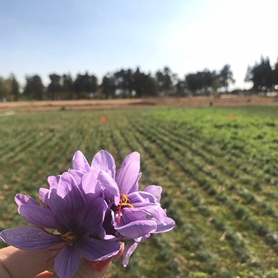 Zaafaran (Saffron), Grade A+, Safran du Liban, 10 g