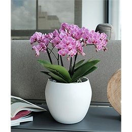 Plant:  Orchids Pink Beam