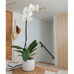 Plant:   Orchids White, Majestic