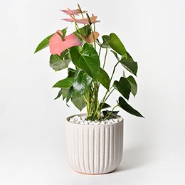      Plant: Anthurium, Pink Lace